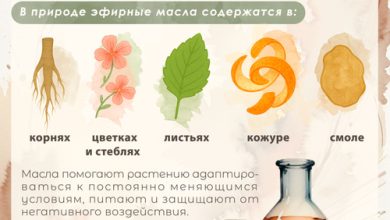 Photo of Польза природных ароматов для здоровья